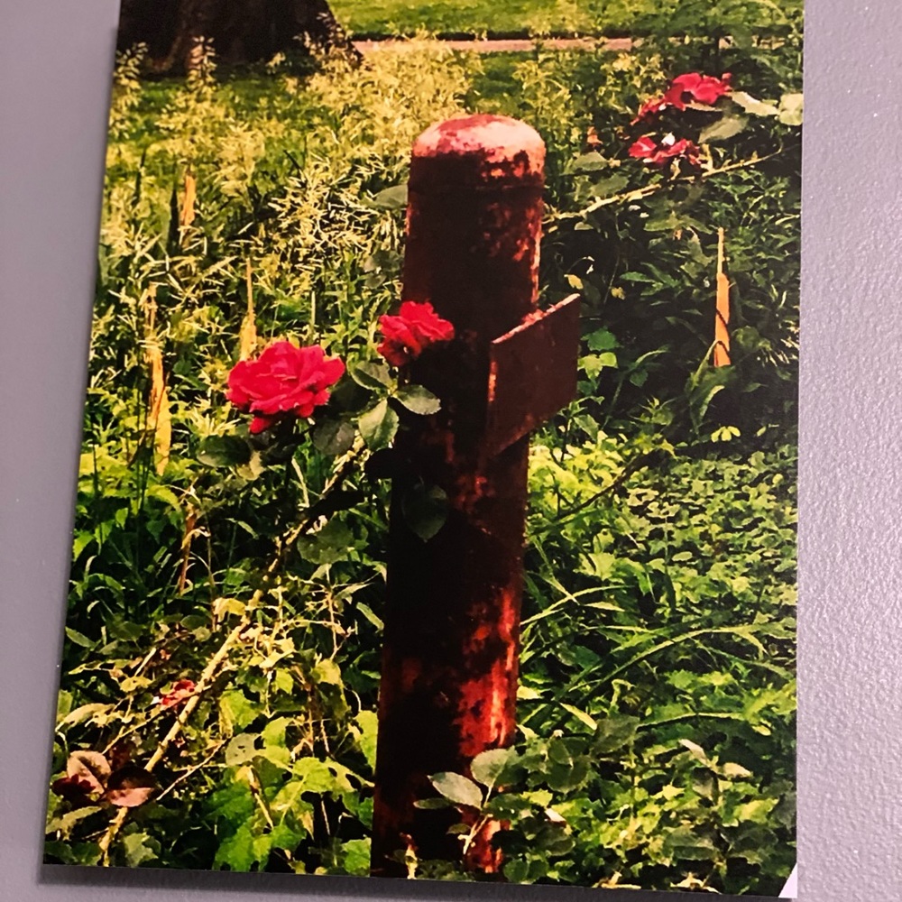 11 X 14 Rising Rose